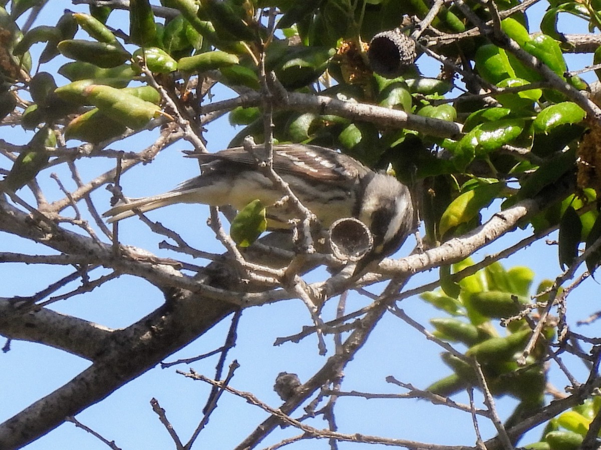 Black-throated Gray Warbler - ML618603313