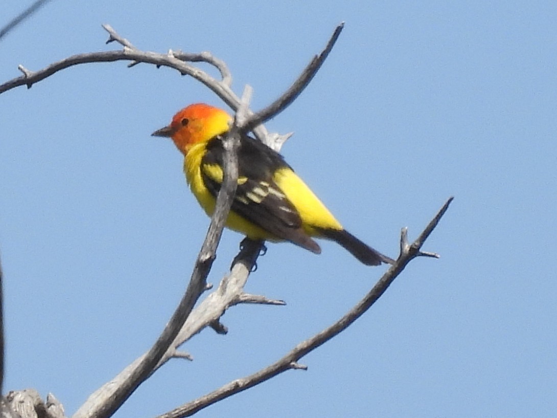 Western Tanager - ML618603322