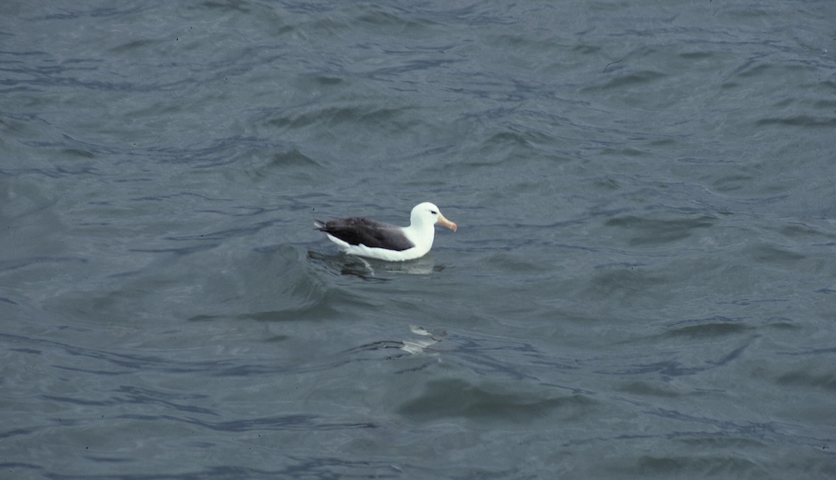 Black-browed Albatross - R O