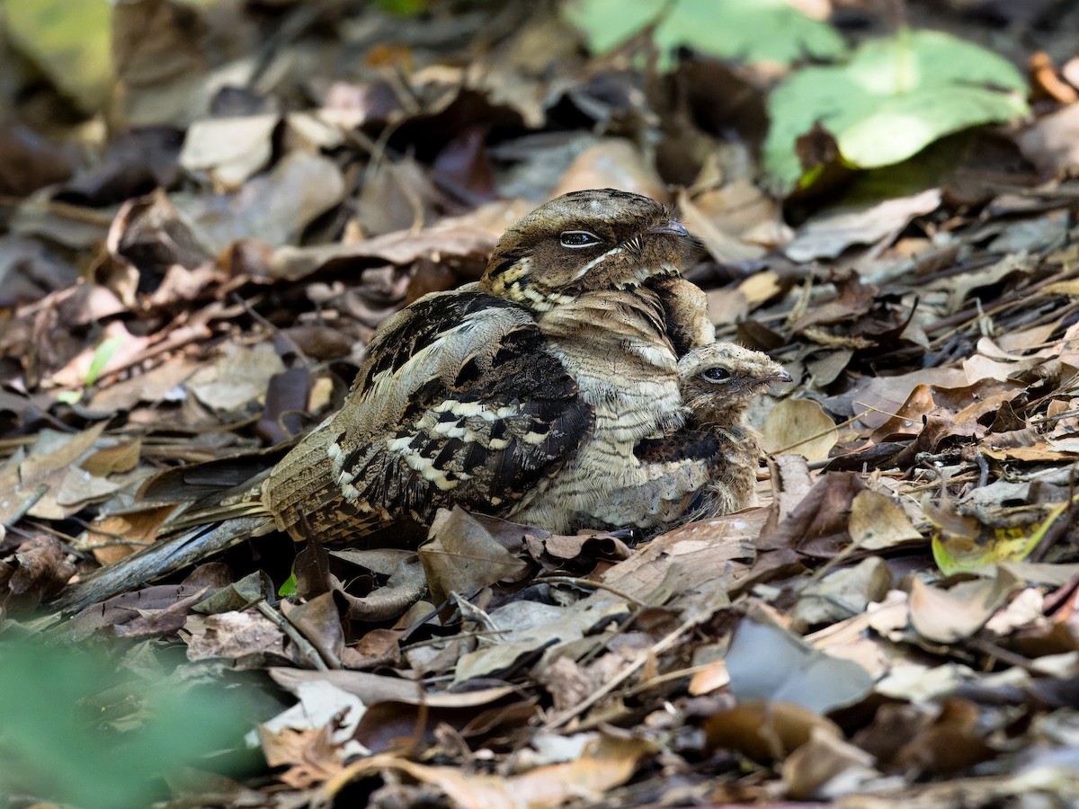 Large-tailed Nightjar - ML618603373