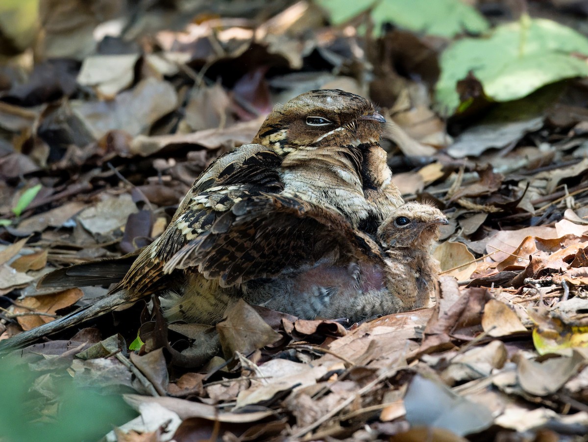 Large-tailed Nightjar - ML618603374