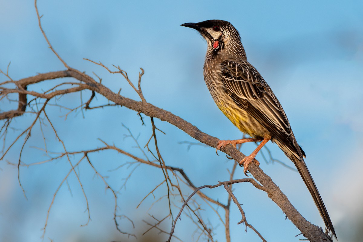 Red Wattlebird - Paul Weber