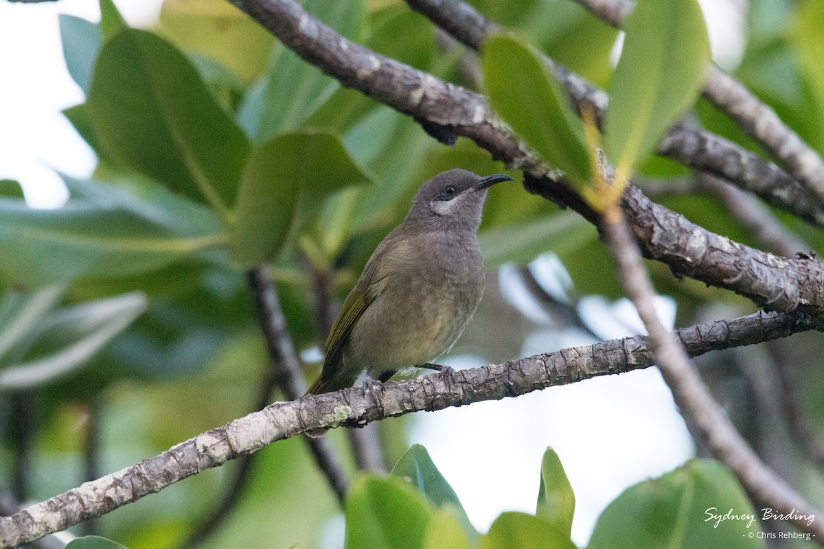 Dark-brown Honeyeater - ML618603397