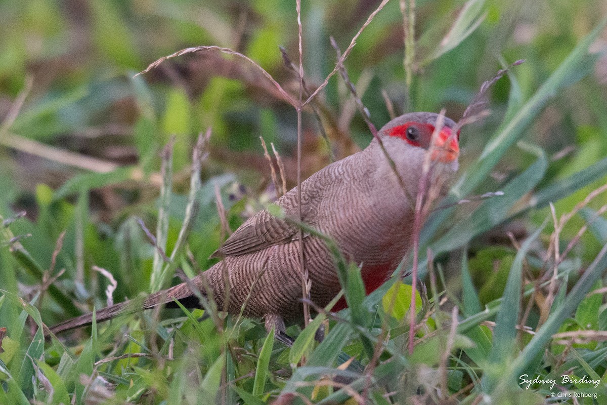 Common Waxbill - Chris Rehberg  | Sydney Birding