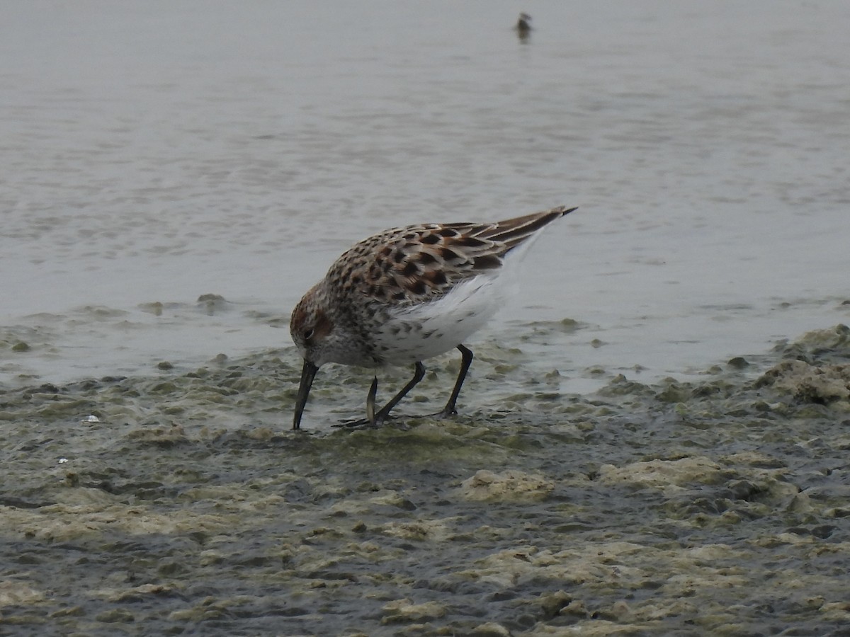 Western Sandpiper - Bradley Evans