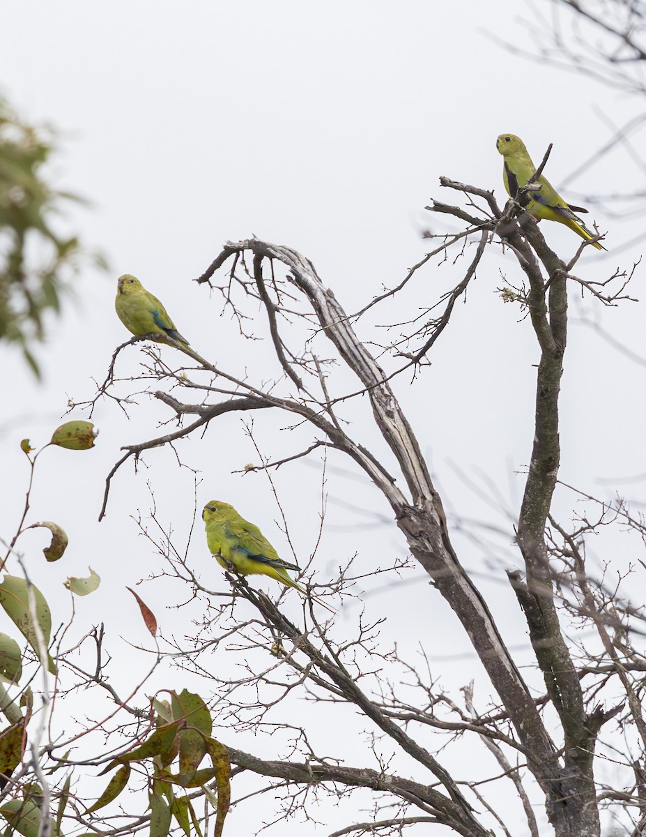 Elegant Parrot - ML618603427