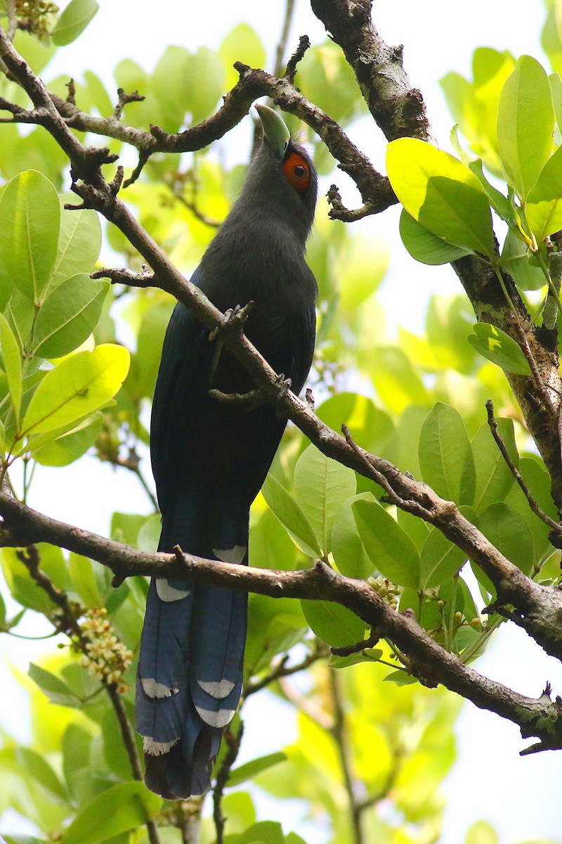 Chestnut-bellied Malkoha - ML618603432