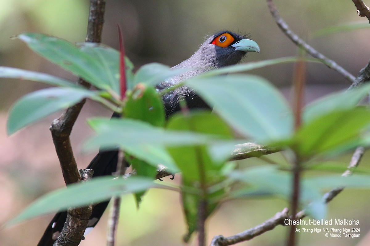 Chestnut-bellied Malkoha - ML618603440