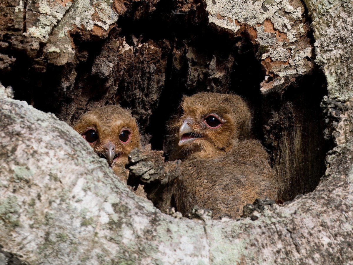 Sunda Scops-Owl - ML618603452