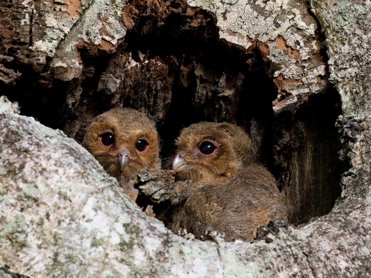 Sunda Scops-Owl - ML618603454