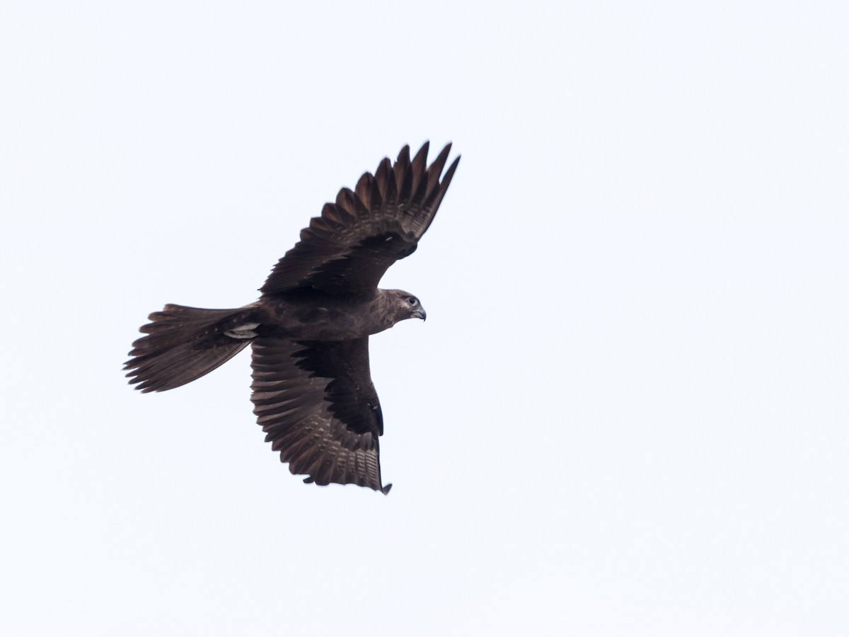 Black Falcon - Annette Sibson