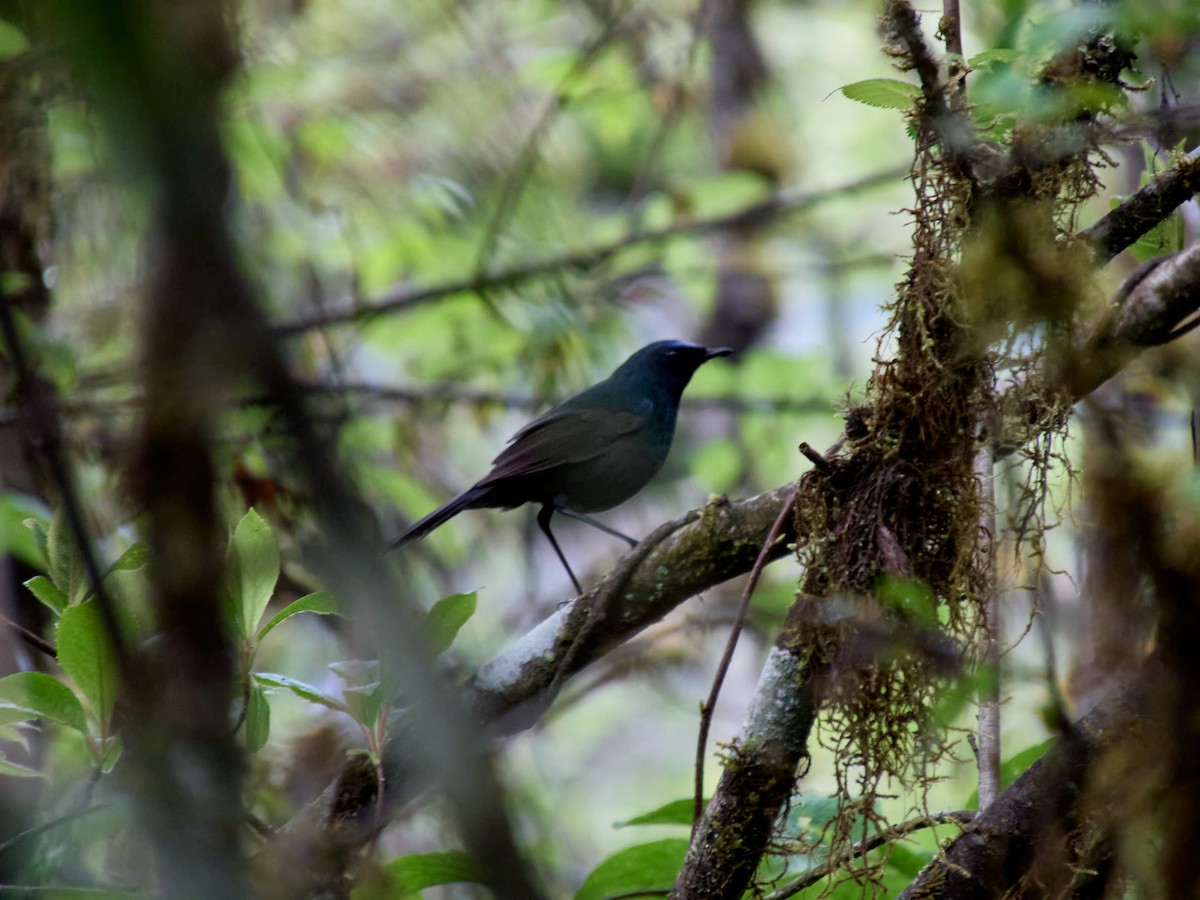 Blue-fronted Robin - ML618603513