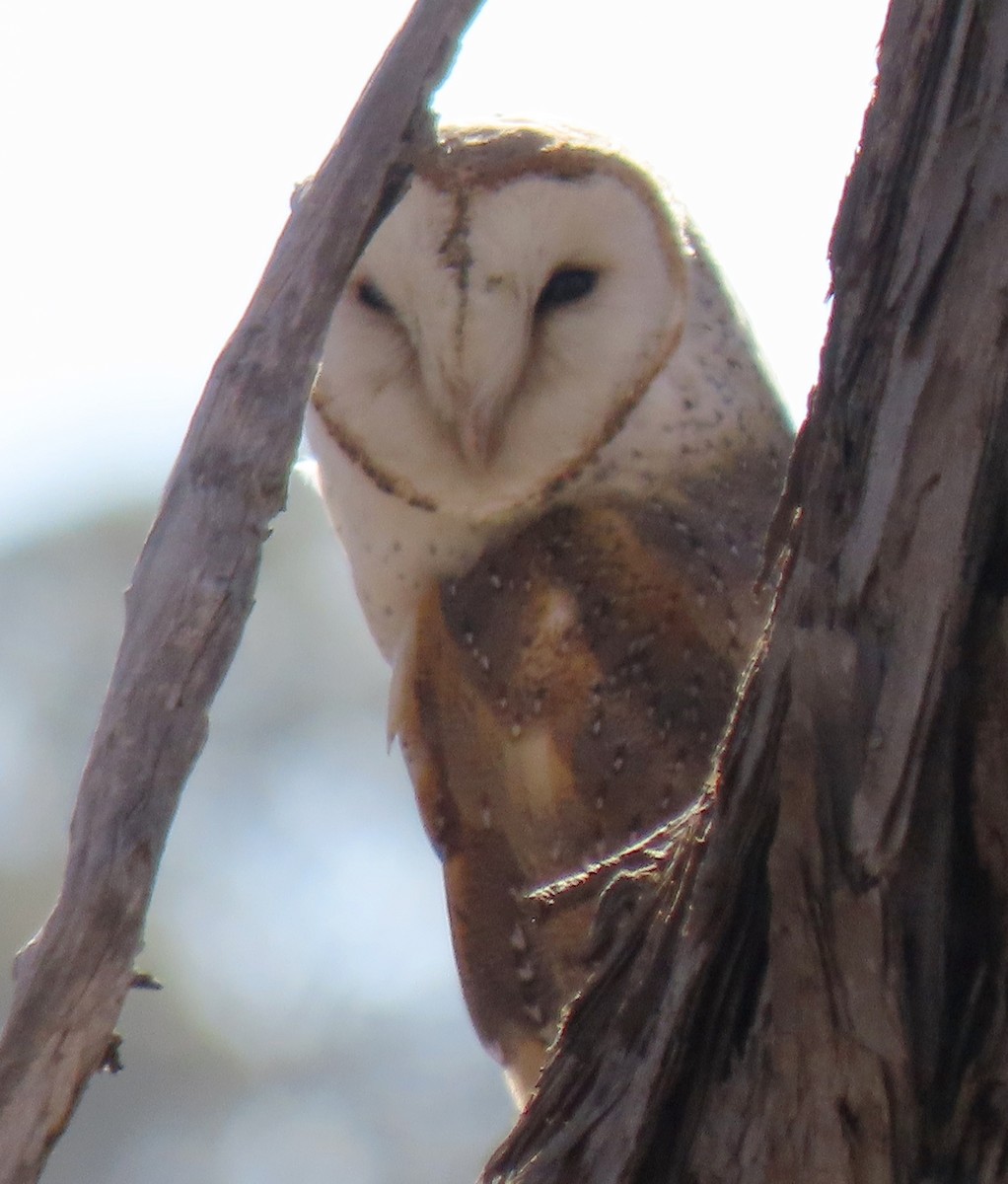 Barn Owl (Eastern) - ML618603515