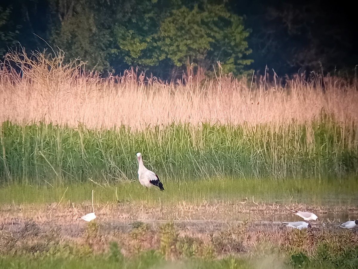 Wood Sandpiper - ML618603518