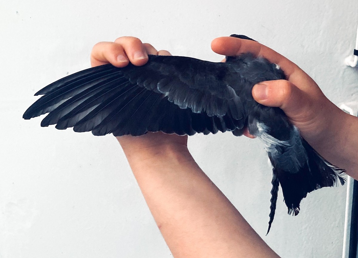 White-faced Storm-Petrel - Marcelina Poddaniec