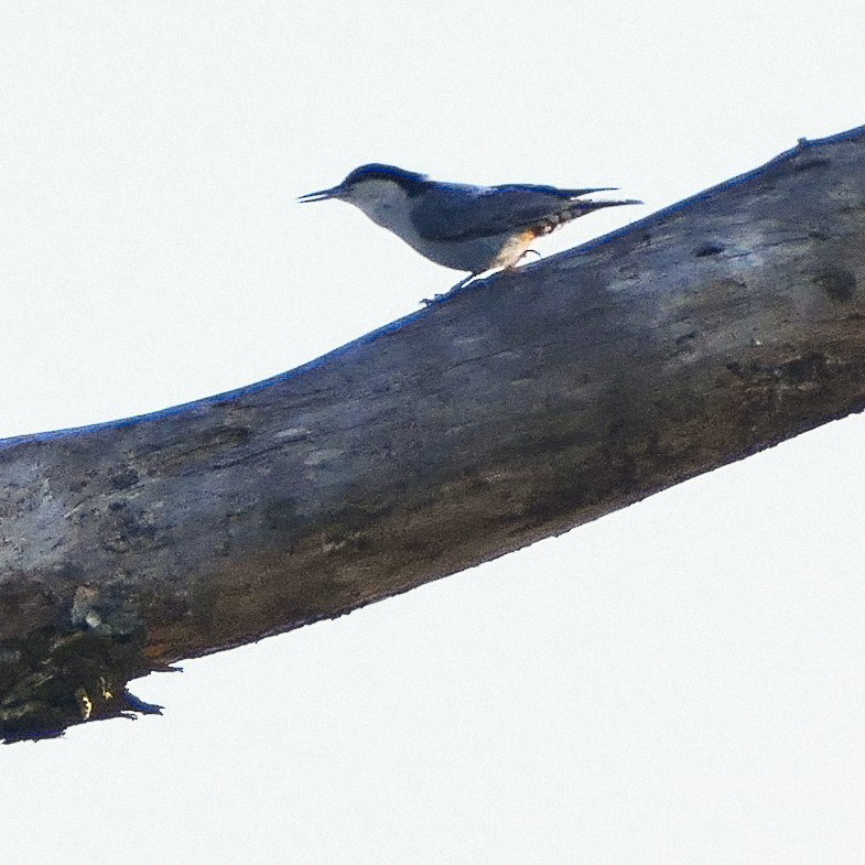 Giant Nuthatch - ML618603550