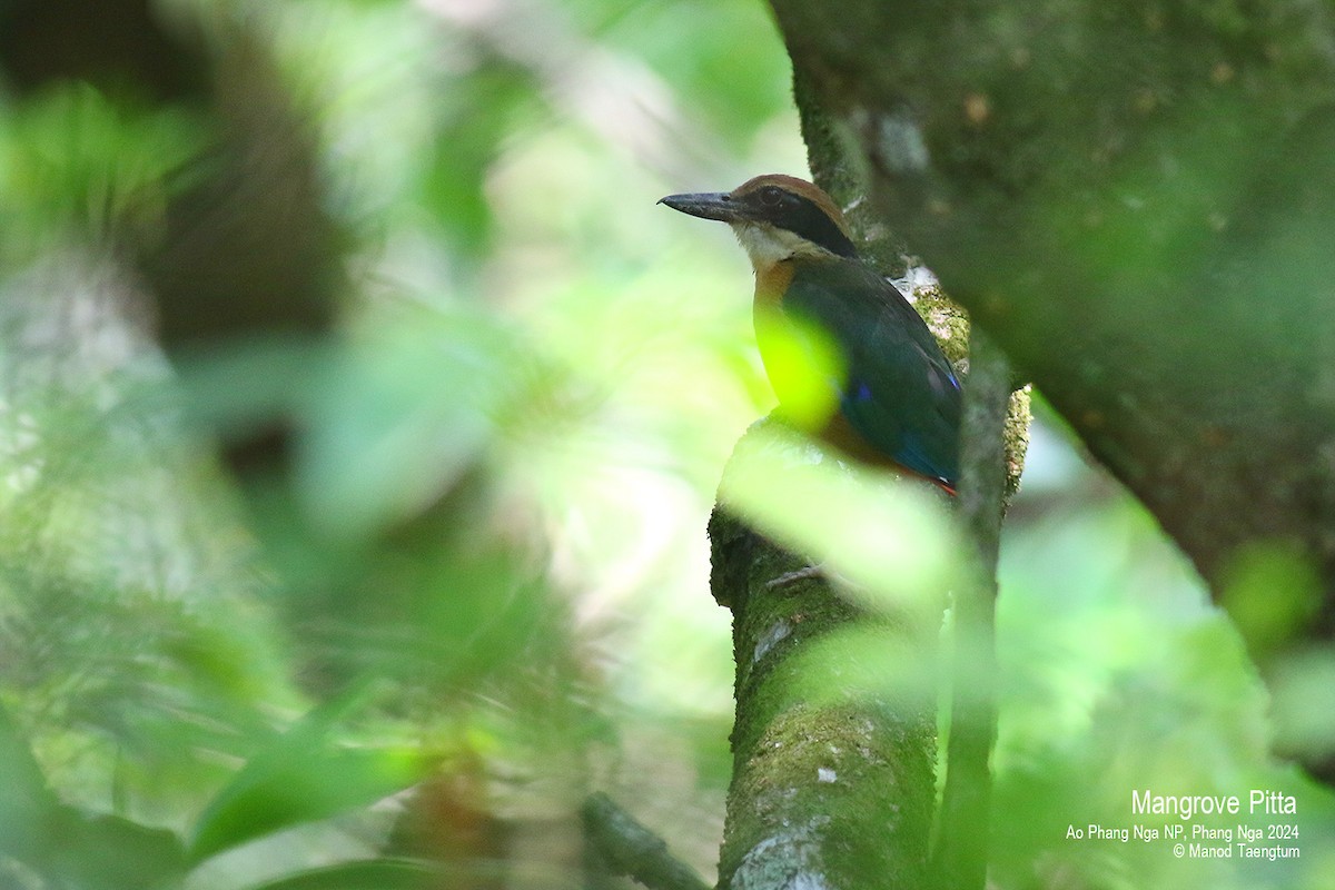 Mangrove Pitta - ML618603554