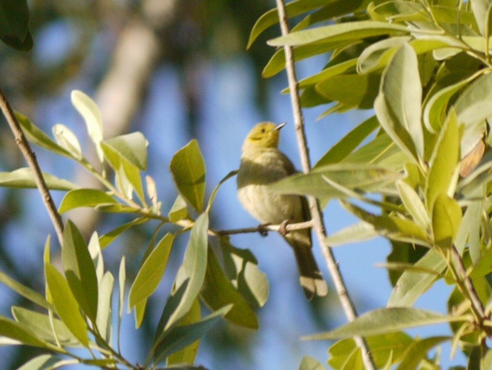 Yellow-tinted Honeyeater - ML618603595