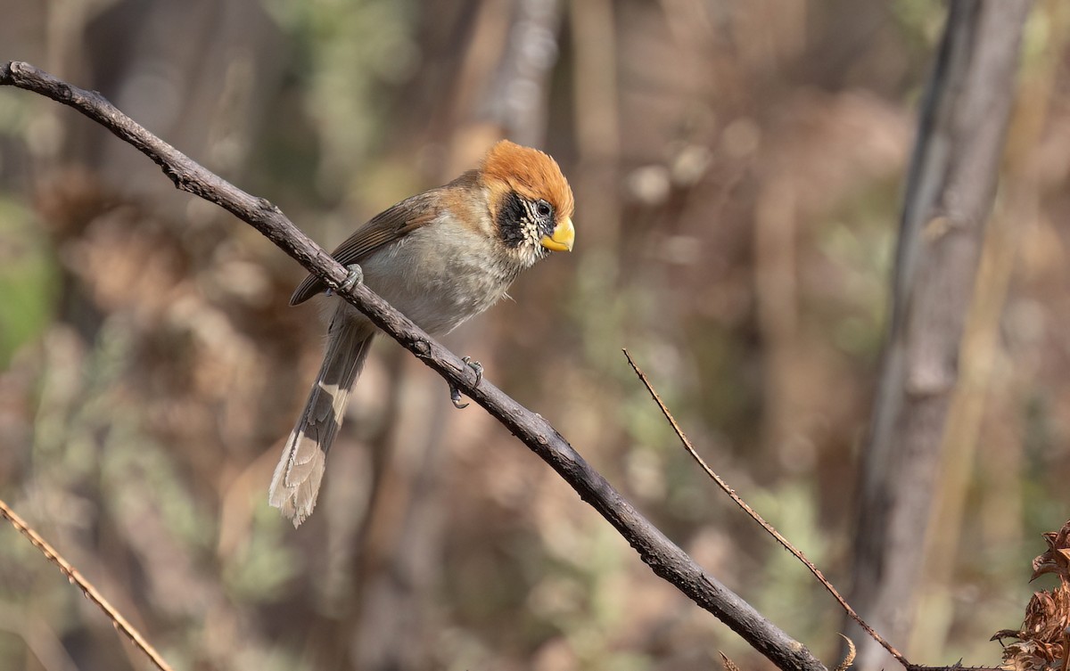 Spot-breasted Parrotbill - Po-Wei Chi
