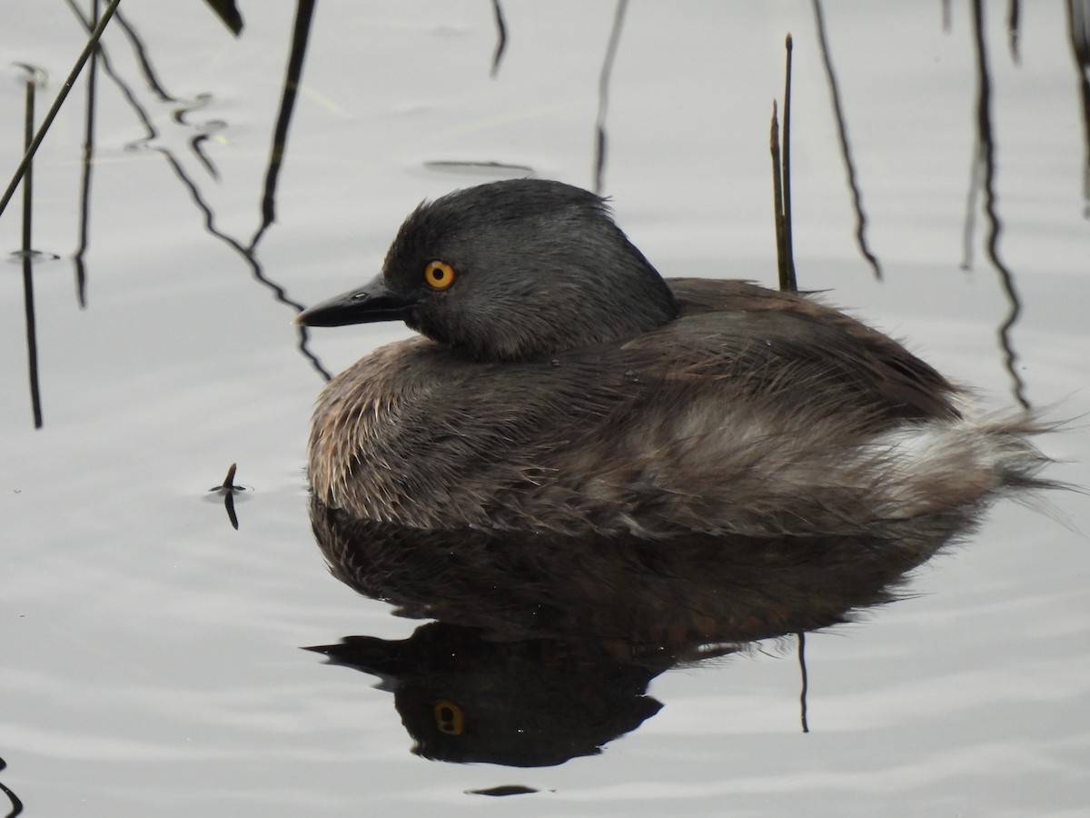 Least Grebe - ML618603627