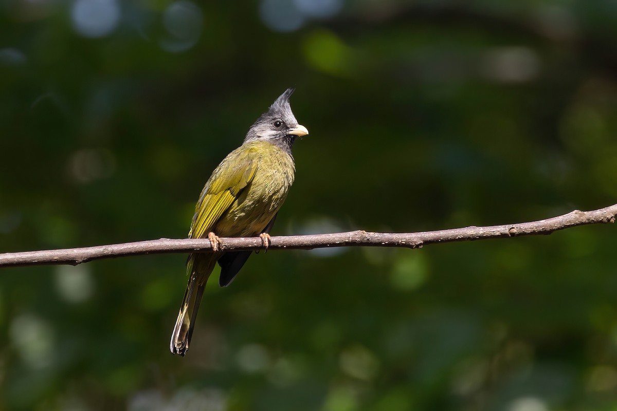 Crested Finchbill - Po-Wei Chi