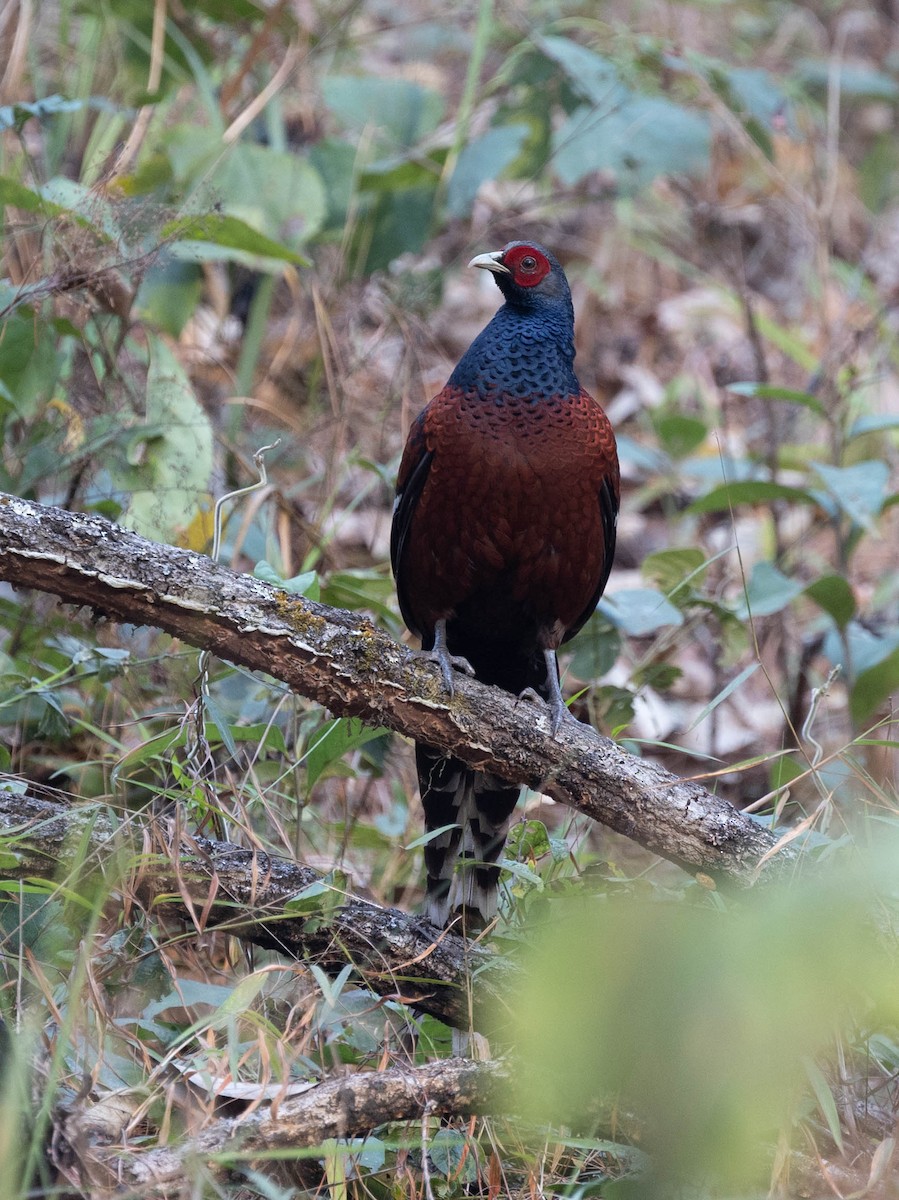 Mrs. Hume's Pheasant - ML618603668