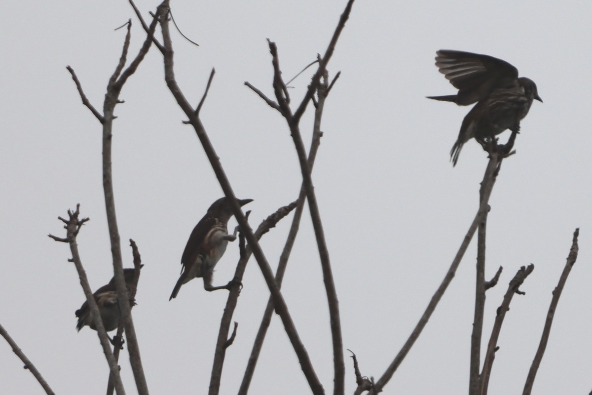 Visayan Rhabdornis - David Morrison