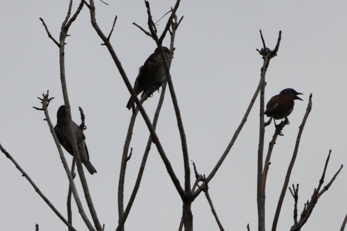 Visayan Rhabdornis - ML618603671