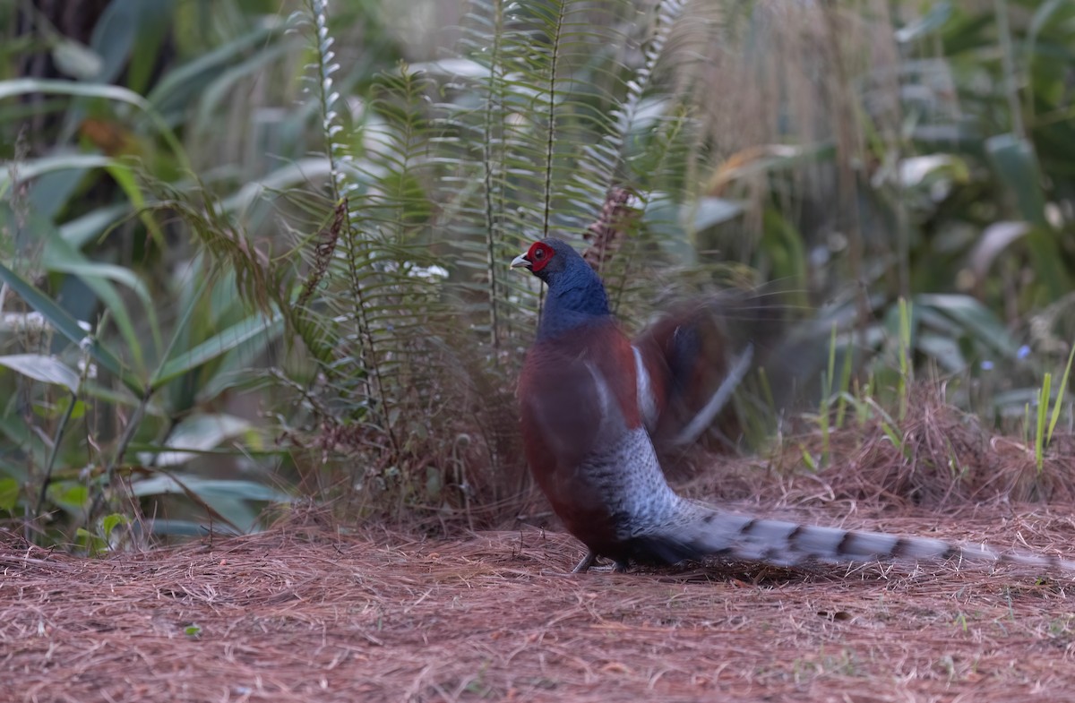 Mrs. Hume's Pheasant - Po-Wei Chi