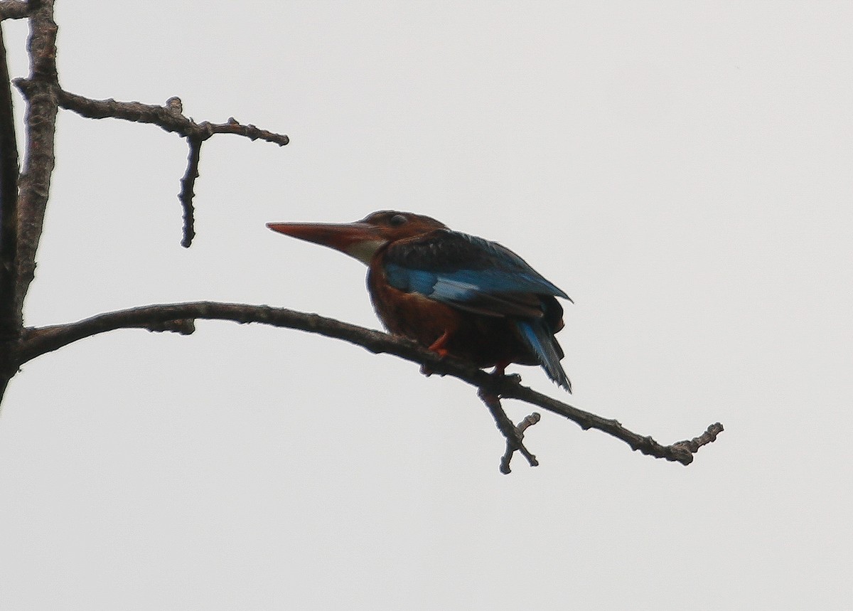 White-throated Kingfisher - ML618603714