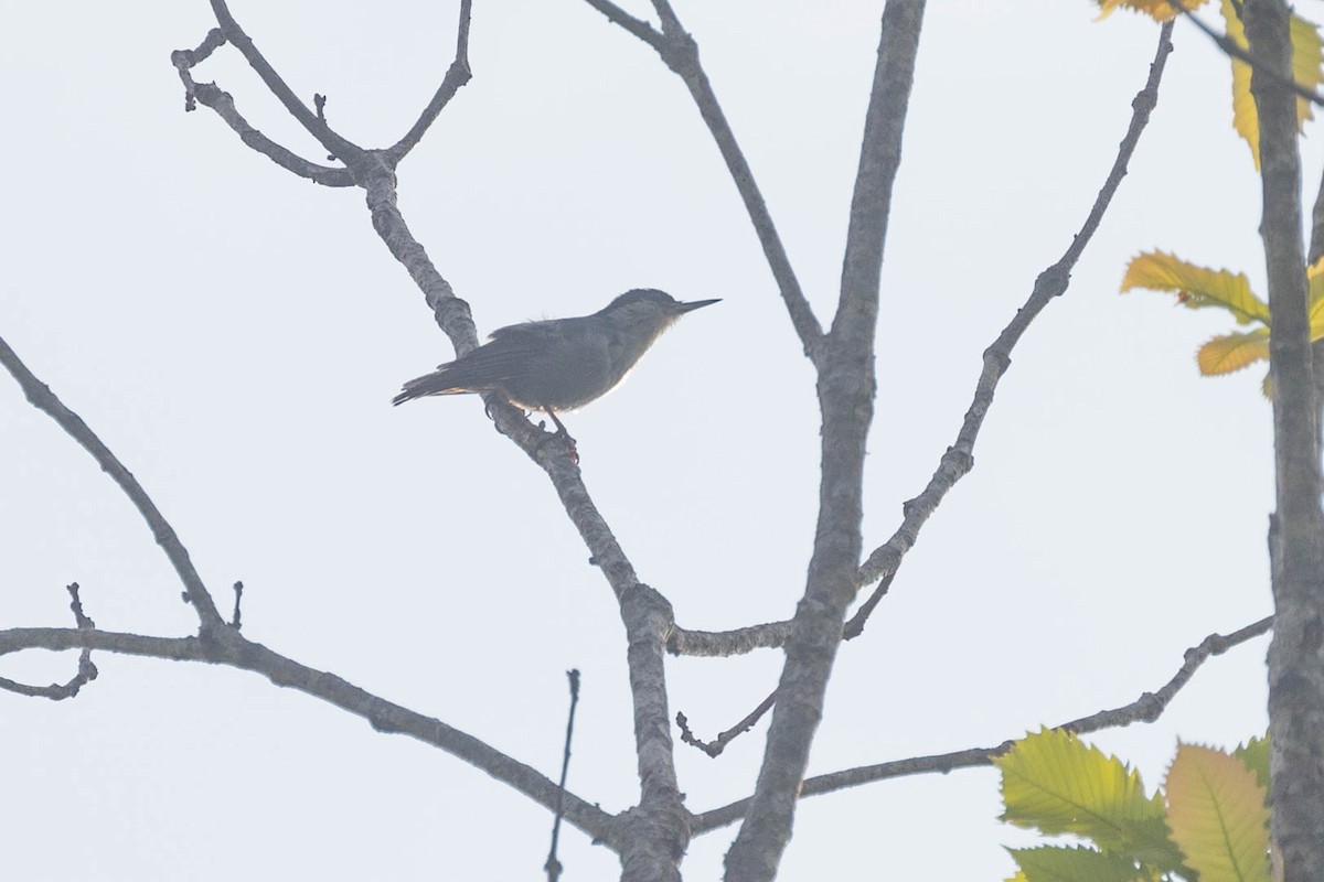 Giant Nuthatch - ML618603715