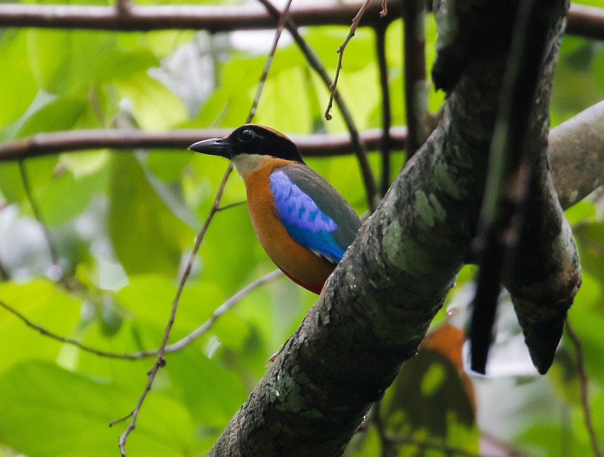 Blue-winged Pitta - ML618603716