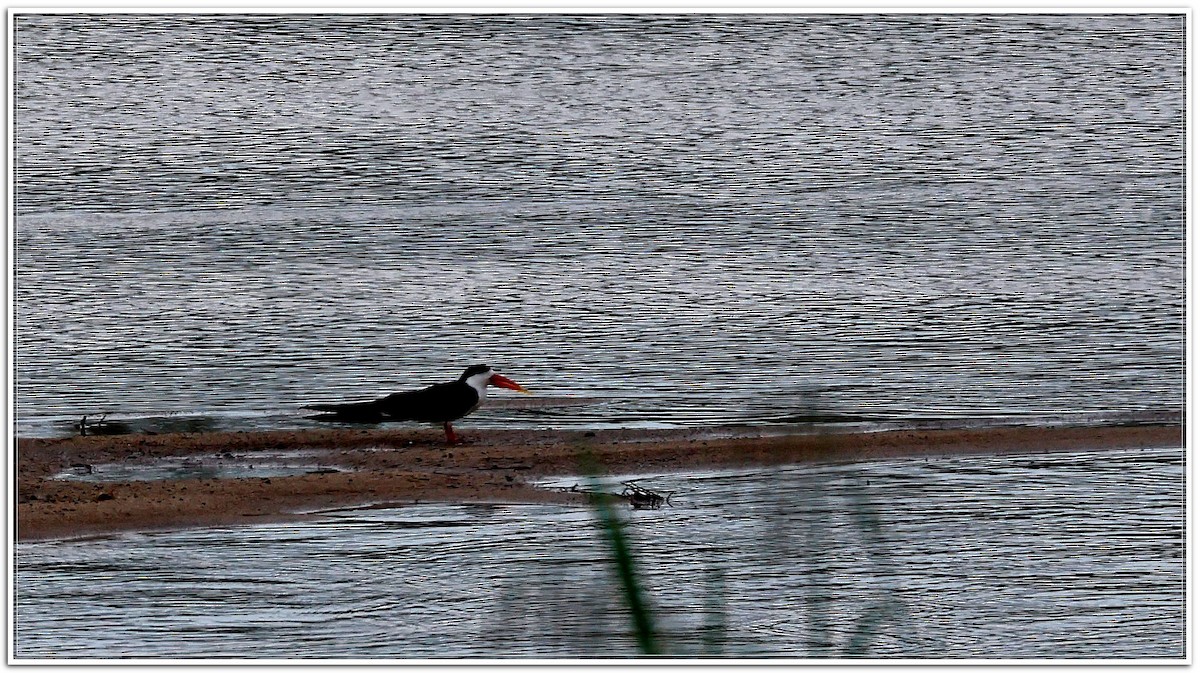 African Skimmer - ML618603723