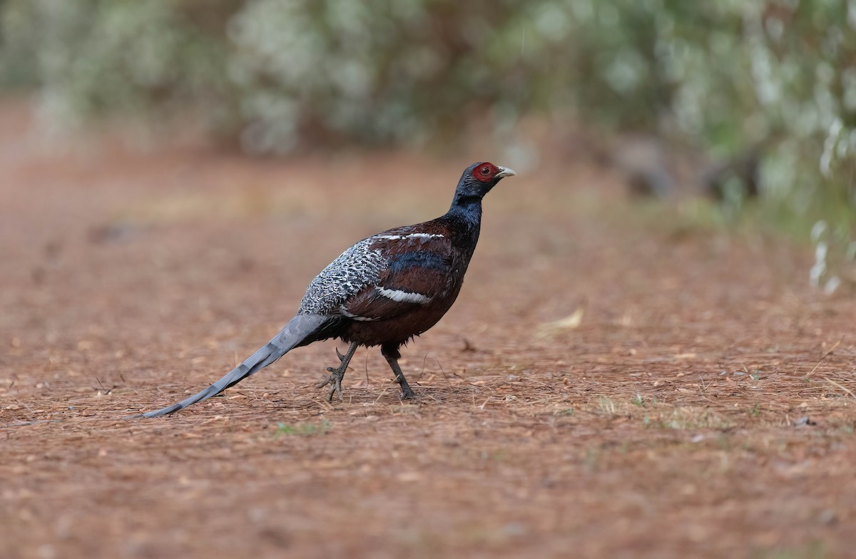 Mrs. Hume's Pheasant - Po-Wei Chi