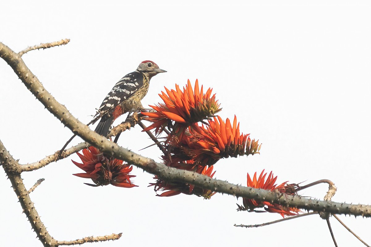 Stripe-breasted Woodpecker - Po-Wei Chi