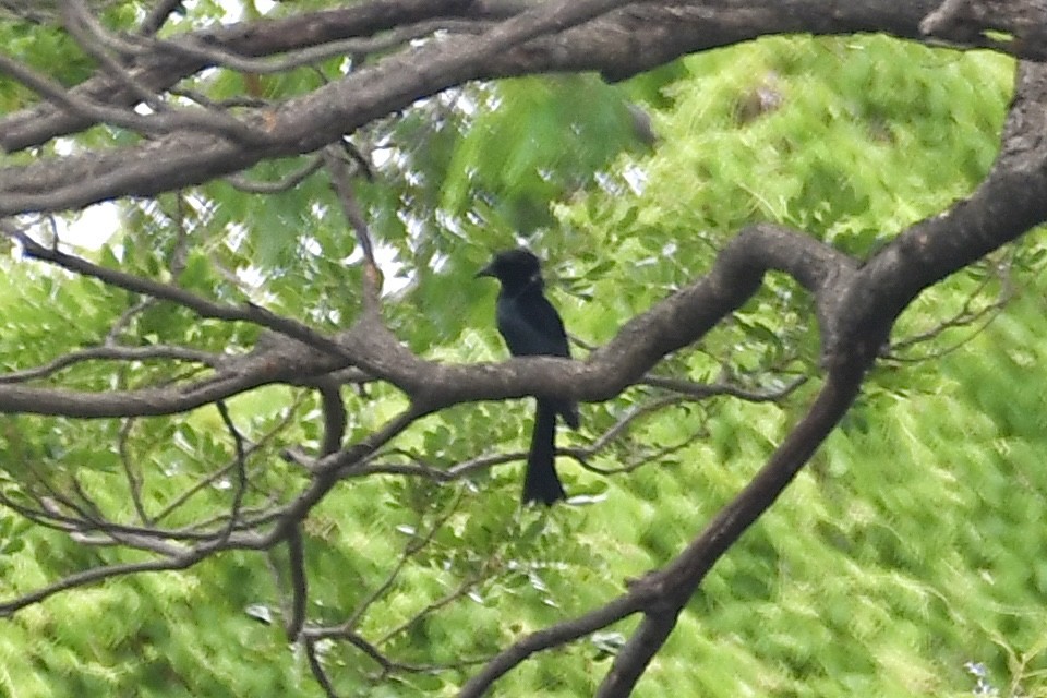 Drongo à crinière - ML618603755