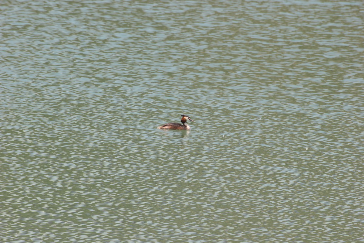 Great Crested Grebe - ML618603756