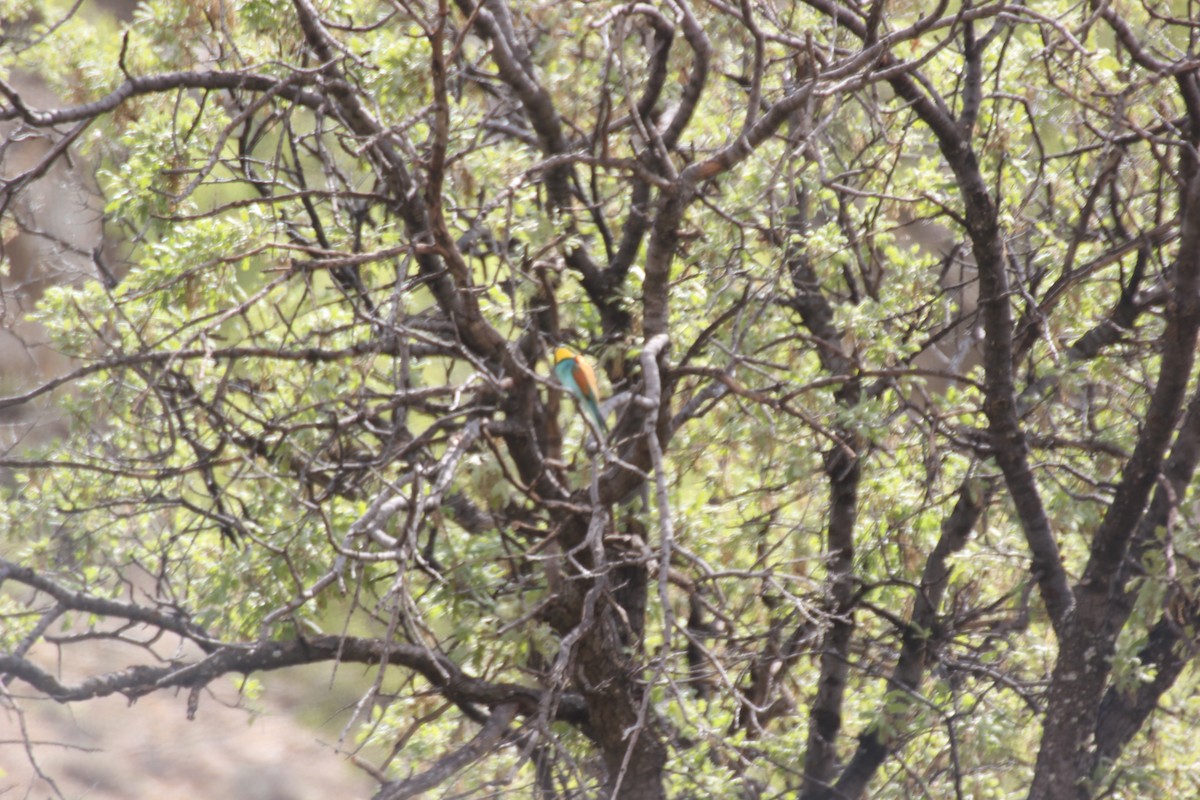 European Bee-eater - ML618603763