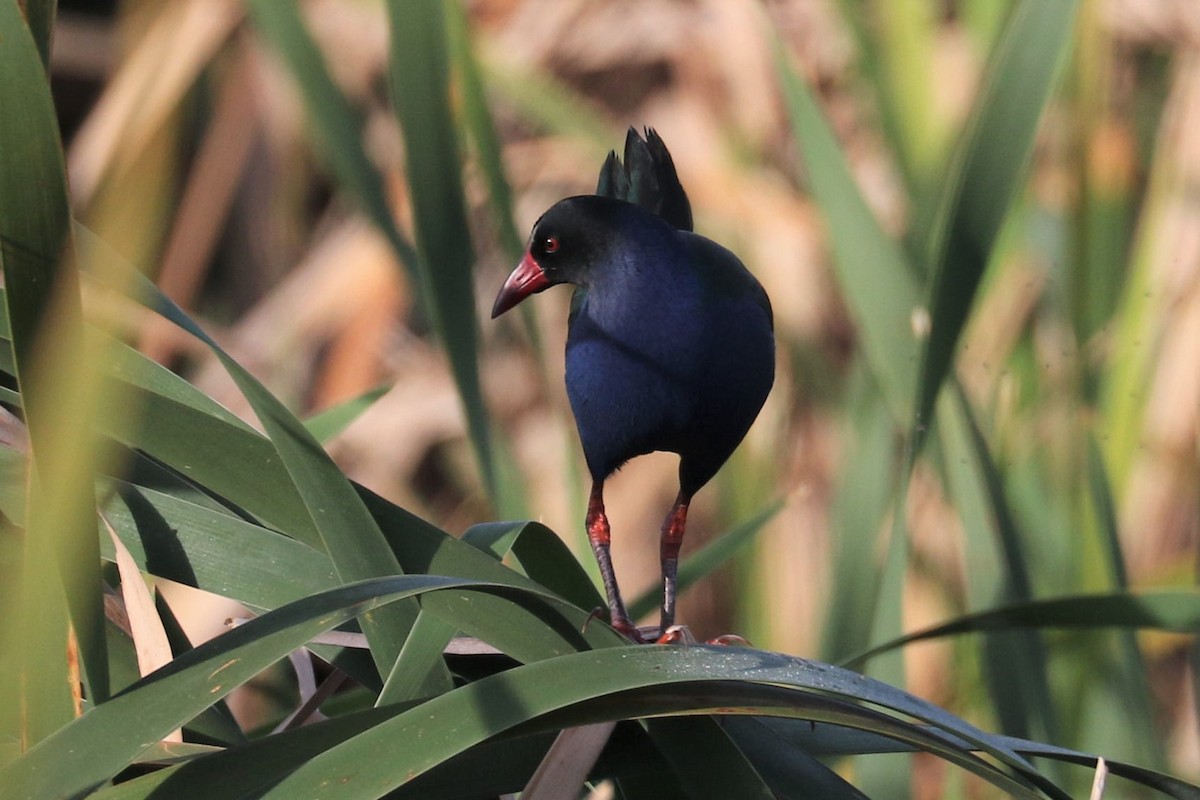 Allen's Gallinule - ML618603770