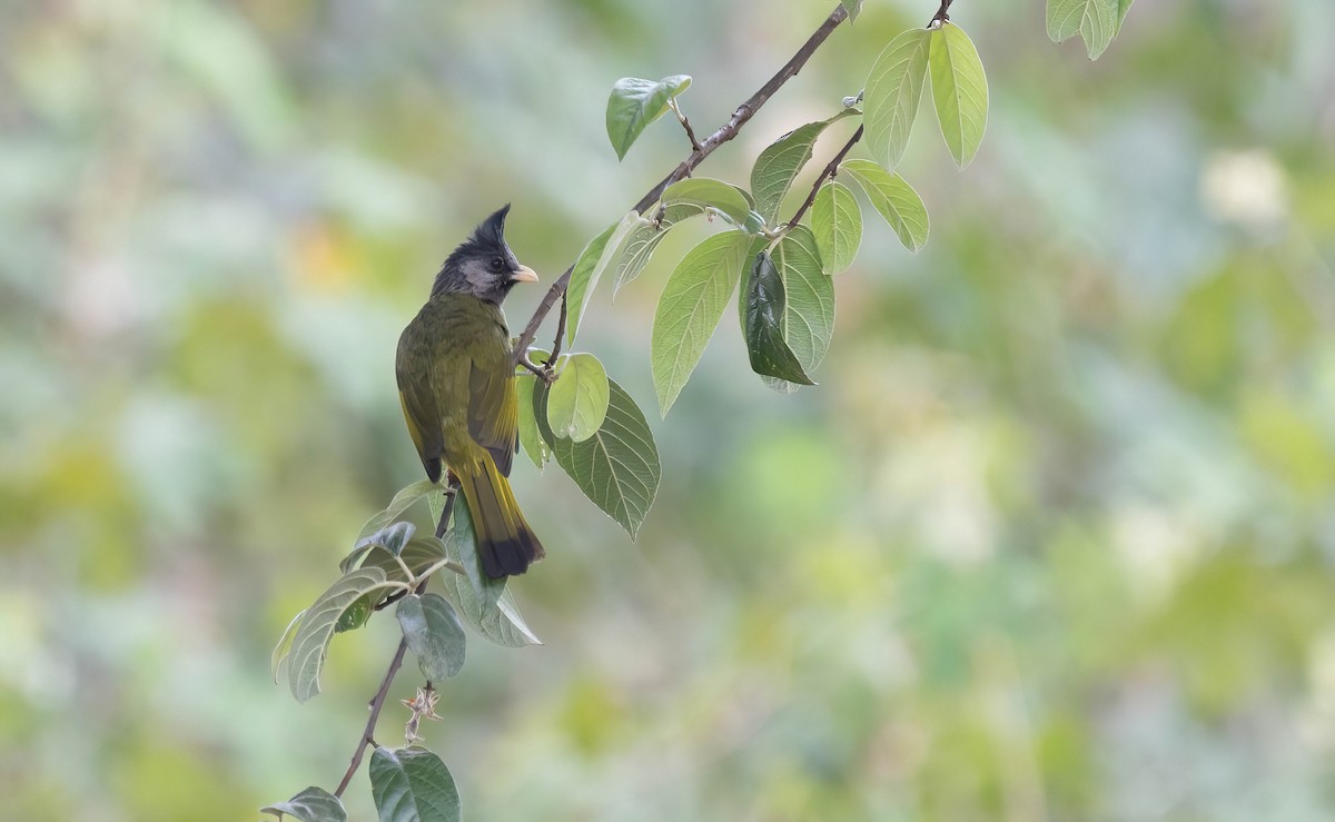 Crested Finchbill - Po-Wei Chi