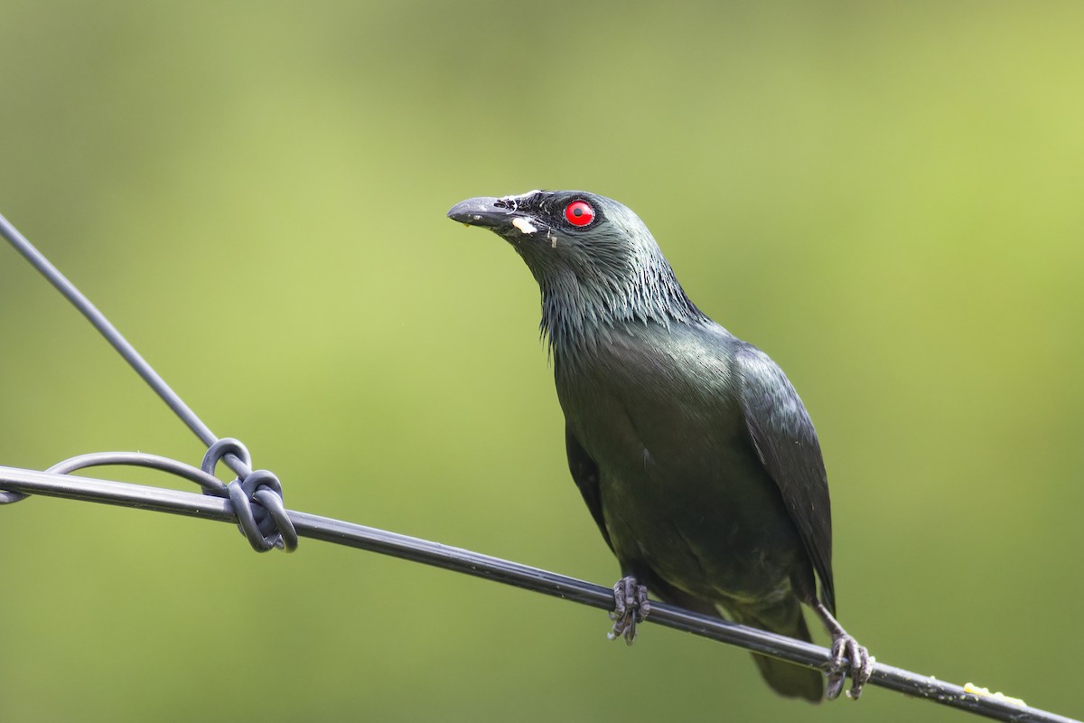 Asian Glossy Starling - ML618603796