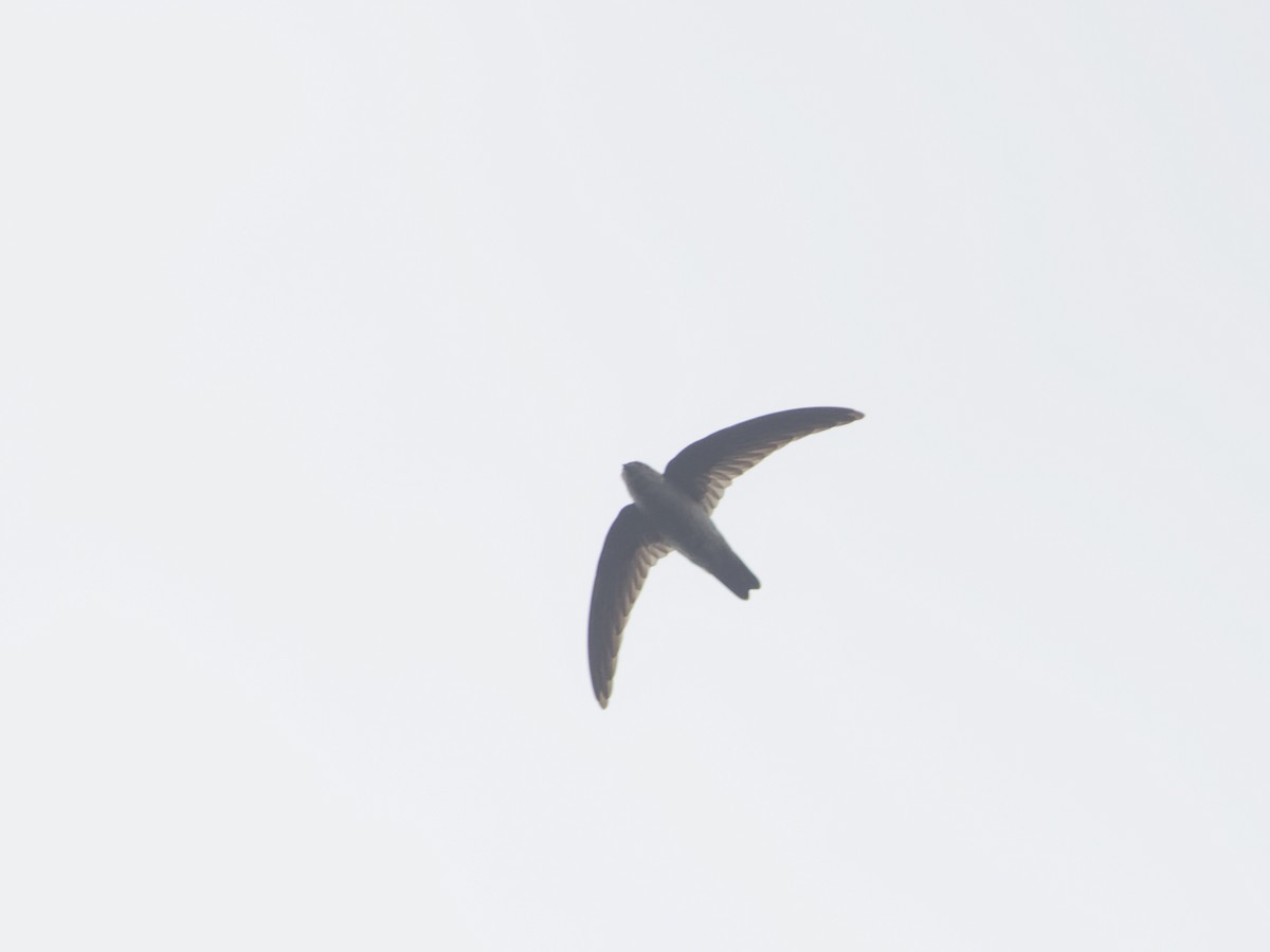 White-rumped Swiftlet - ML618603806