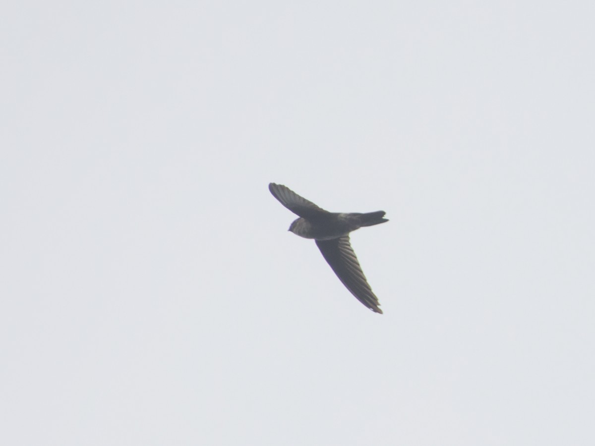 White-rumped Swiftlet - ML618603809