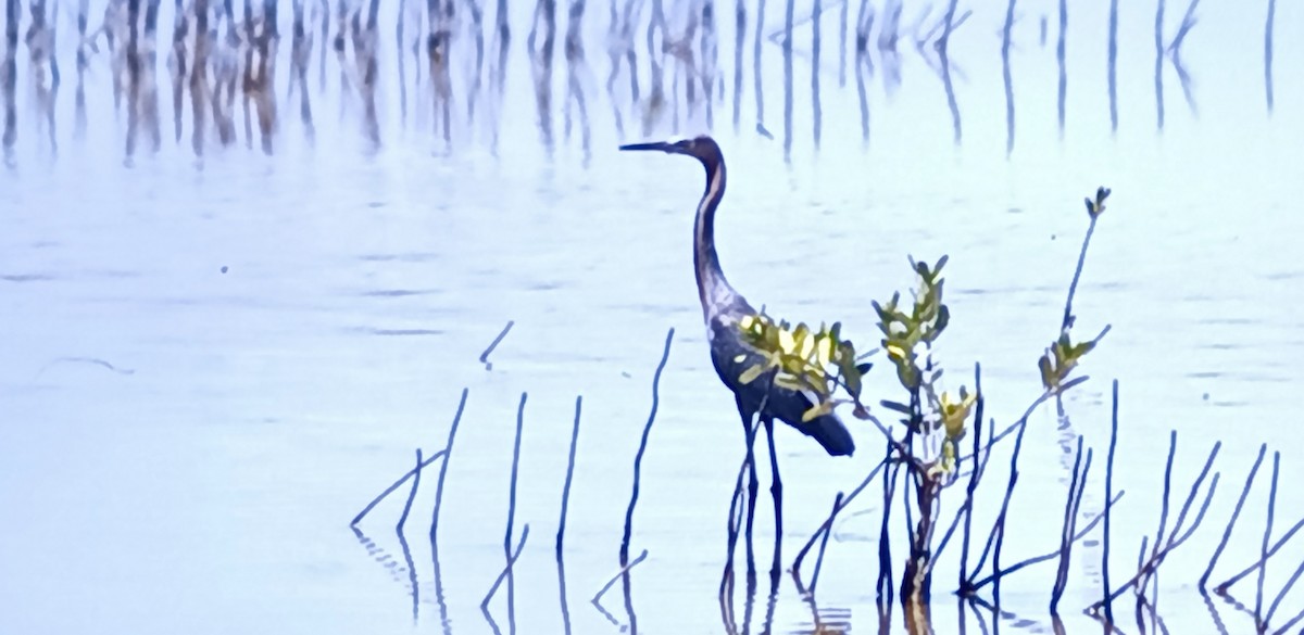 Reddish Egret - ML618603810