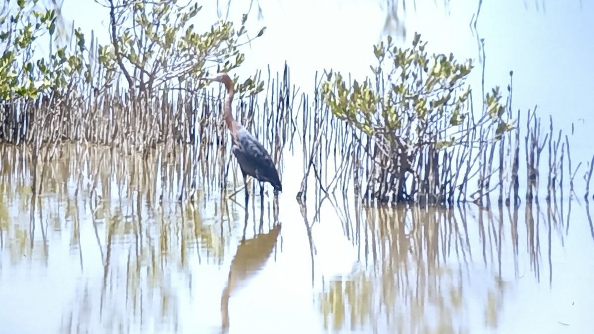 Reddish Egret - ML618603811