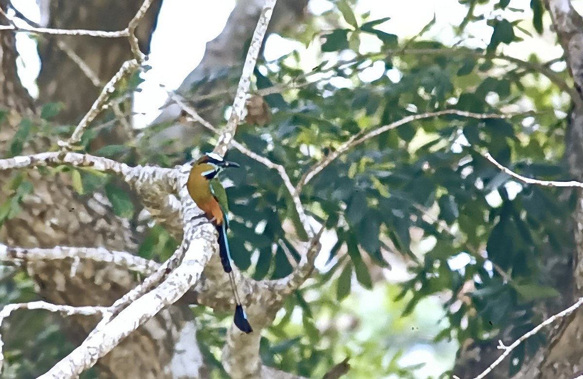 Turquoise-browed Motmot - ML618603824