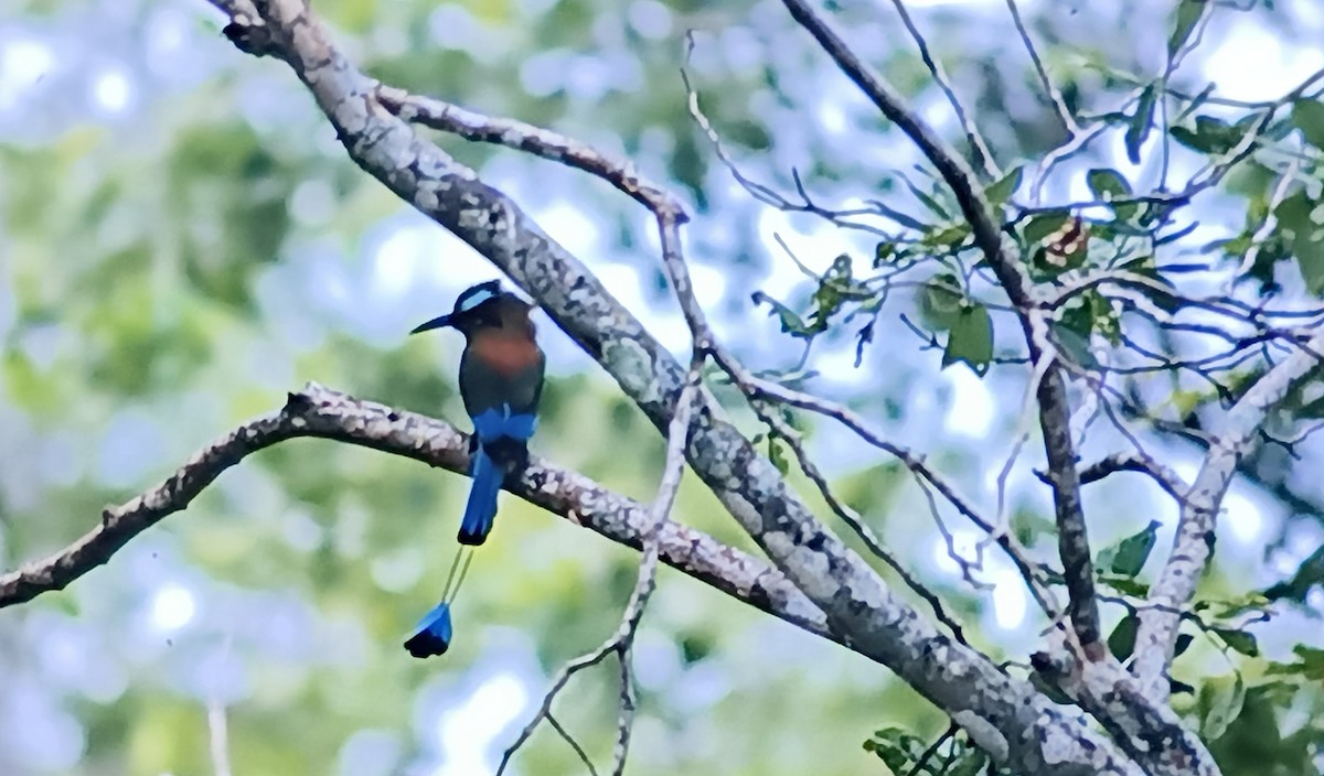 Turquoise-browed Motmot - ML618603830