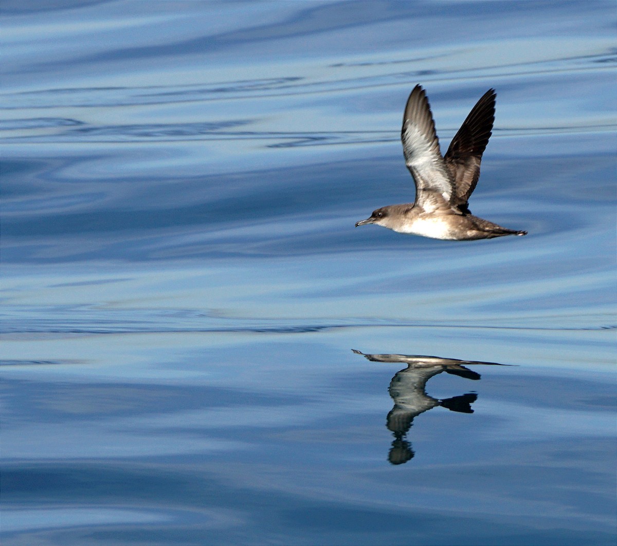 Balearic Shearwater - ML618603844