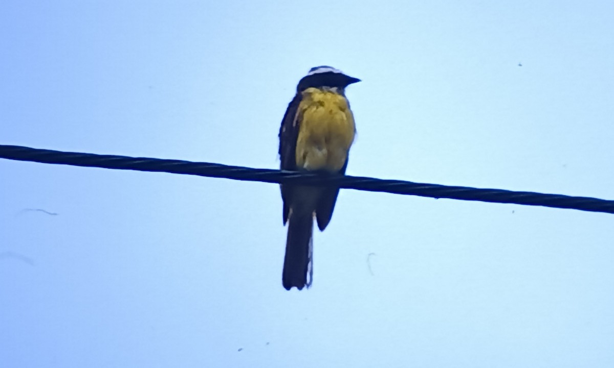 Social Flycatcher - Javier Morala/MCBirding.com