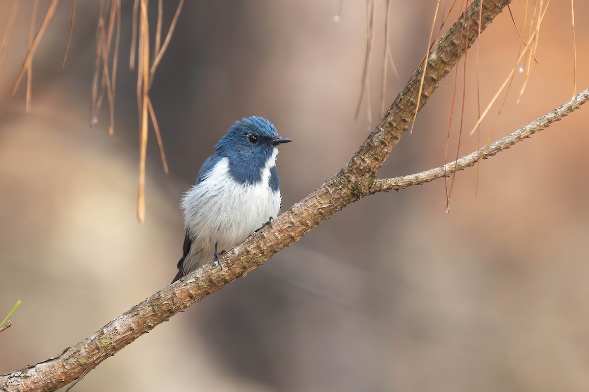 Ultramarine Flycatcher - ML618603854